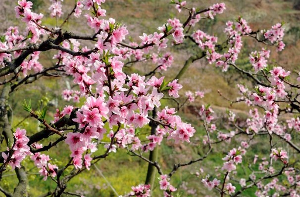 [德陽]松林桃花