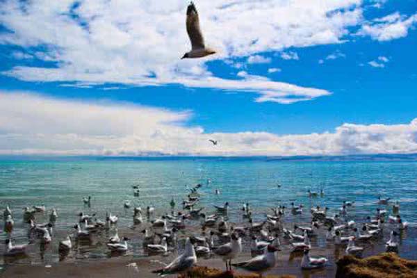 青海湖·鳥島風景區.jpg